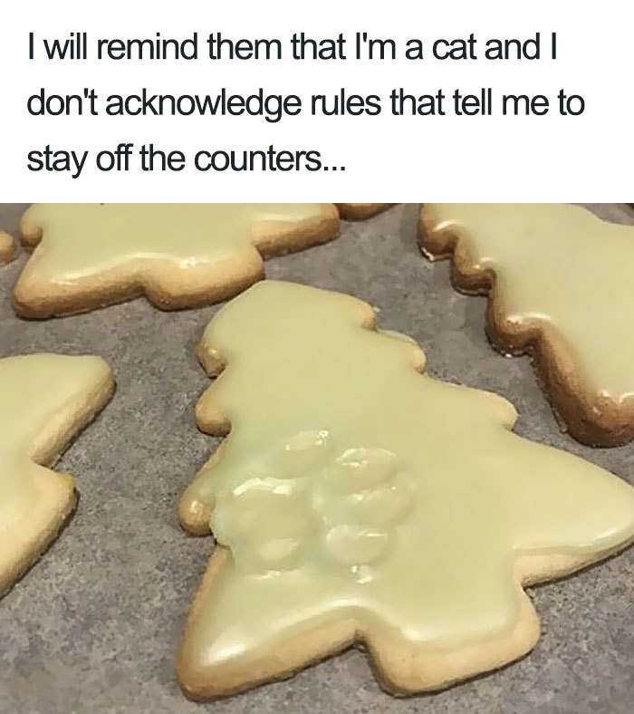 These Cats Were Publicly Shamed For Their Hilariously Crimes