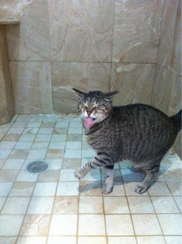 Crazy Cats That Actually Love Water