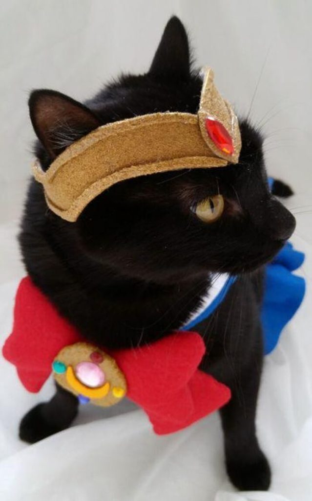 Cats Whose Anime Cosplay Is Better Than Yours