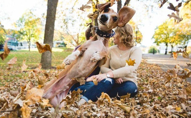 Hilarious Times When Pets Ruined Family Photos