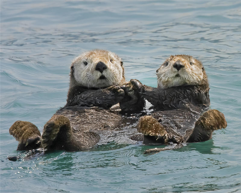 Sea Otters