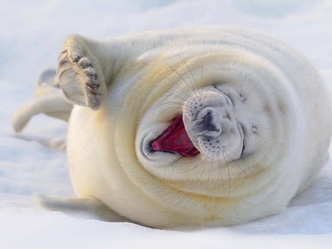 Pictures of Cute Animals Yawning