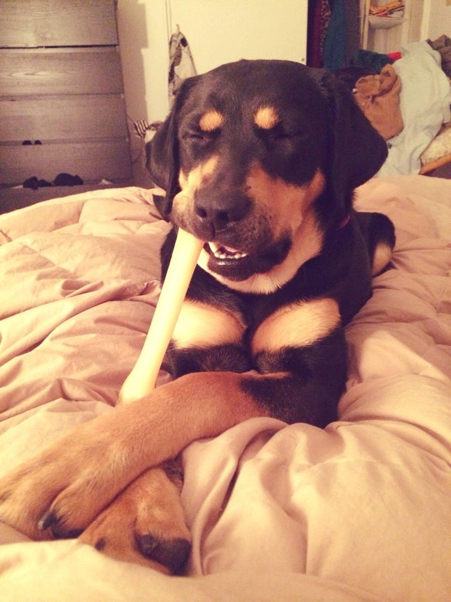 Cute Derpy Dogs That'll Make You Smile