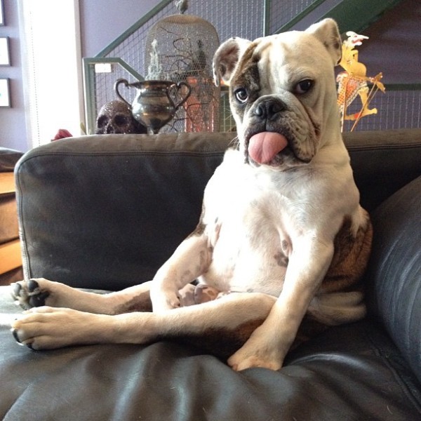 Cute Derpy Dogs That'll Make You Smile