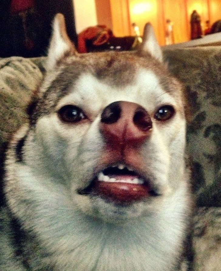 Animals With Adorable Quirks That Make Us Fall in Love With Them