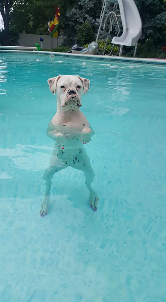 Hilarious Photos Proving Boxers Are both Weird and  Adorable