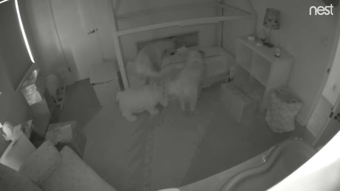 Dogs Help Toddler Escape Room So She’d Give Them Snacks