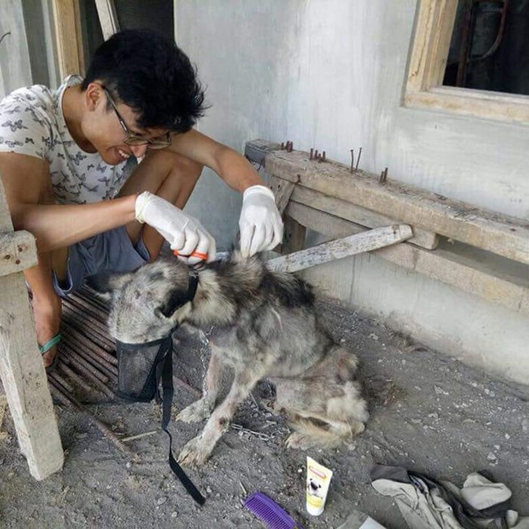 Man Found a Sick Stray Dog and nursed her to health