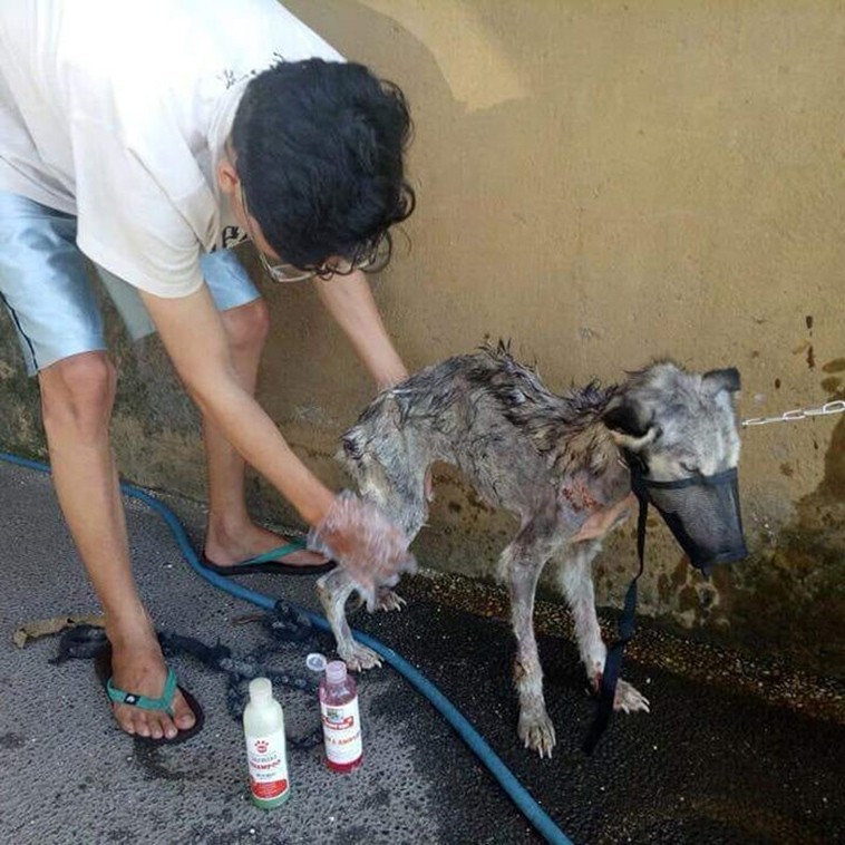 Man Found a Sick Stray Dog and nursed her to health