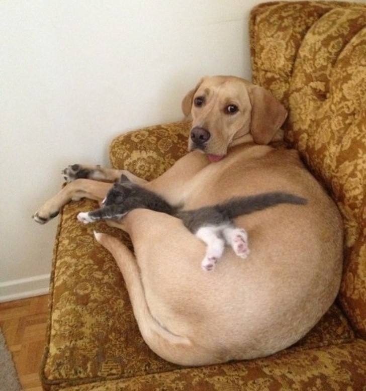 Friendships Between Cats And Dogs That Could Make Anyone smile