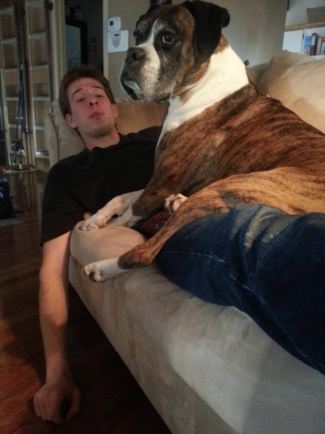 Big Dogs Who Think They're Lap Dogs