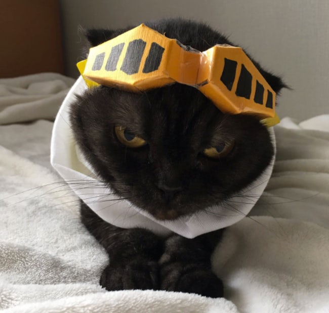 Cats Whose Anime Cosplay Is Better Than Yours