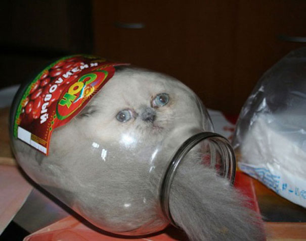Cats Who Immediately Regretted Their Decisions