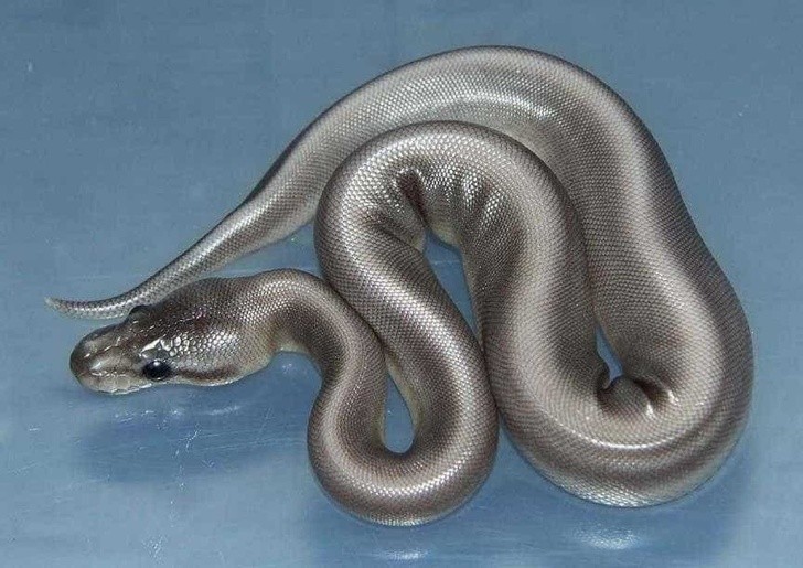 Animals With Unexpected Colors