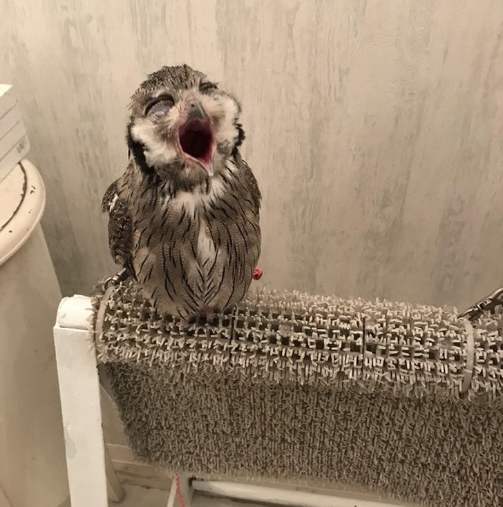 Photos of Animals That Can Help You Make It to the End of the Da