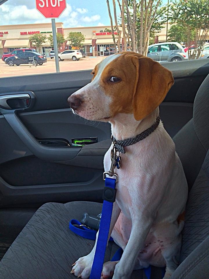 Pets Who Just Realized That They’re Headed to the Vet
