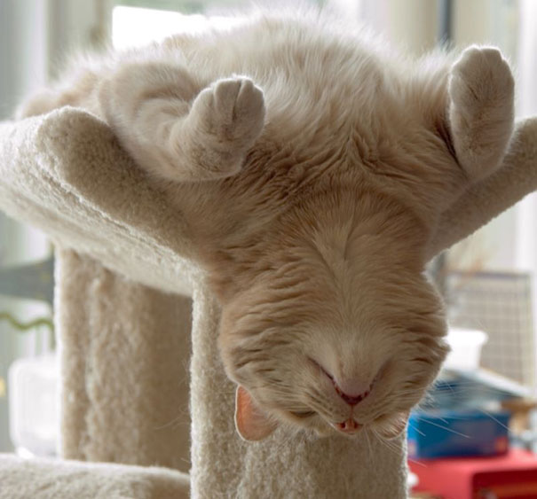 Pics That Prove Cats Can Sleep Purrretty Much Anywhere