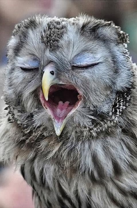 Pictures of Cute Animals Yawning