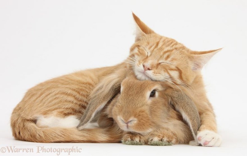 Animal Brothers from Other Mothers