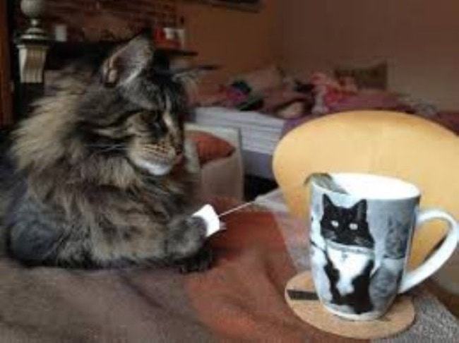 Cats That Are Master Thieves