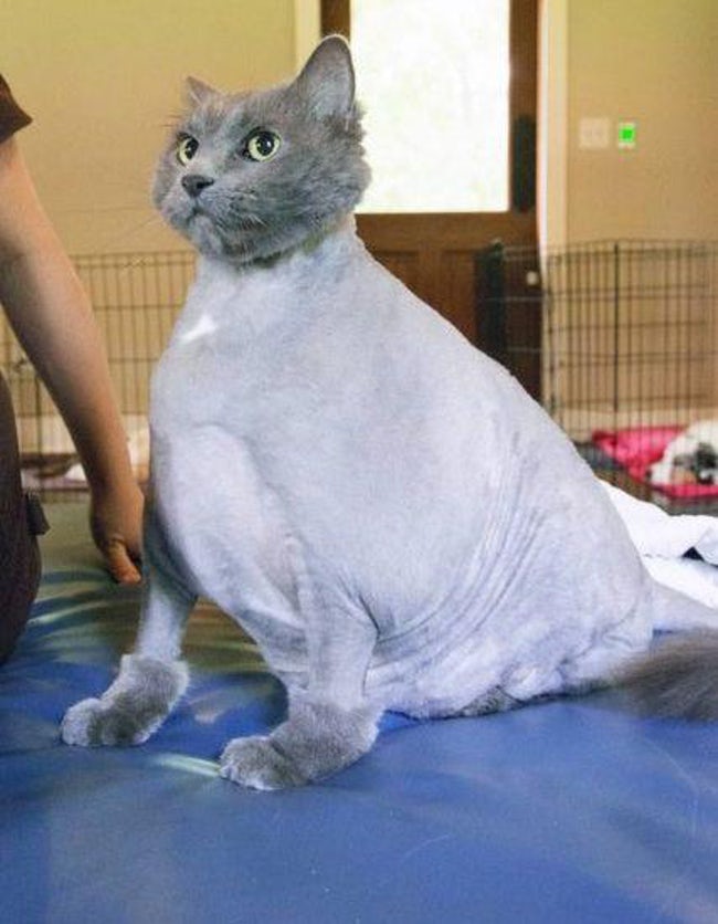 Cats Who Are Not Happy With Their New Hair Styles Love