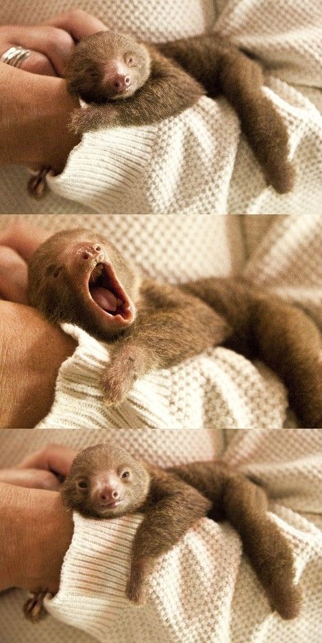 Pictures of Cute Animals Yawning