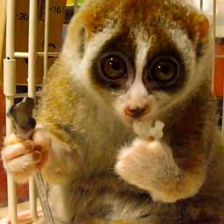 Cutest Animals You Never Knew Existed