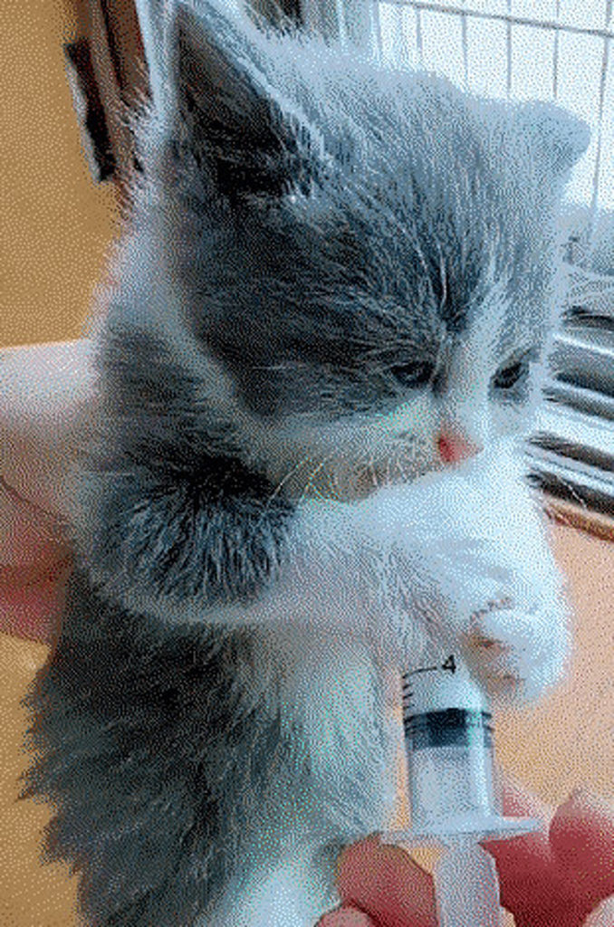 Photos of Animals That Can Help You Make It to the End of the Da