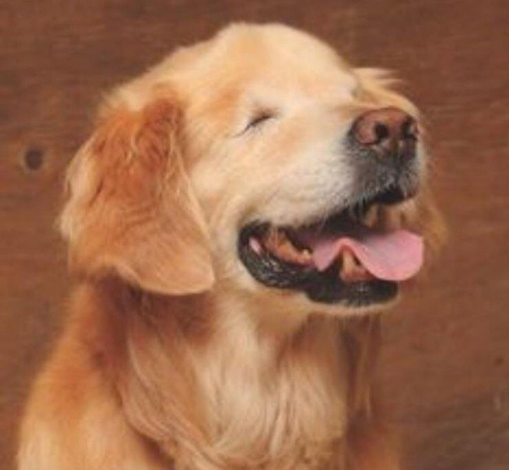 Animals With Adorable Quirks That Make Us Fall in Love With Them