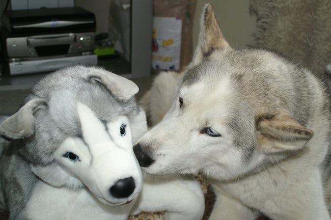 Cute Animals Side By Side With Toy Versions Of Themselves
