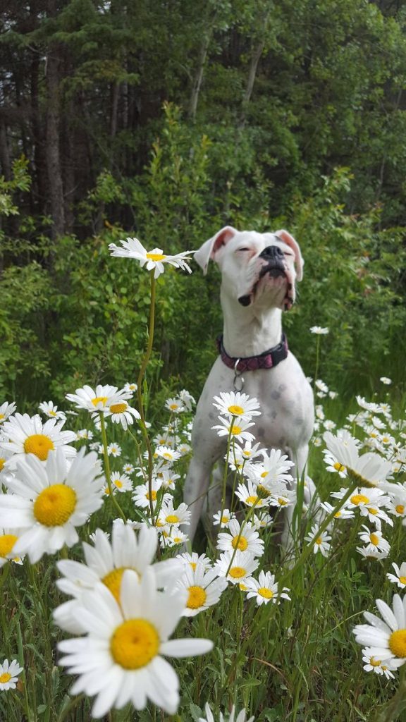 Hilarious Photos Proving Boxers Are both Weird and  Adorable