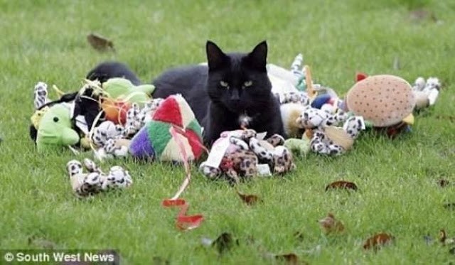 Cats That Are Master Thieves