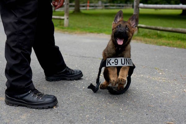 Puppies on Their First Days of Work That Will Make Your Day