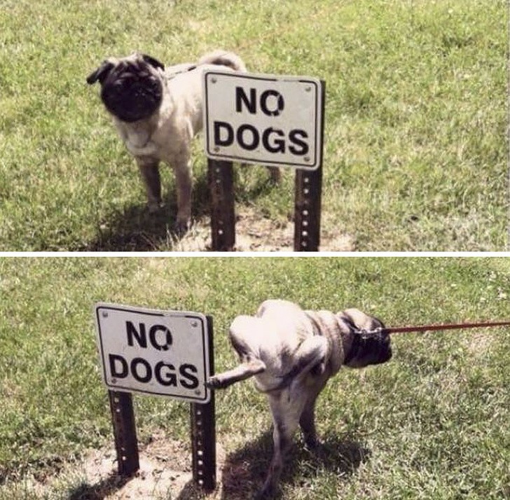 Badass Animals Who Don’t Care About Your Stupid Rules