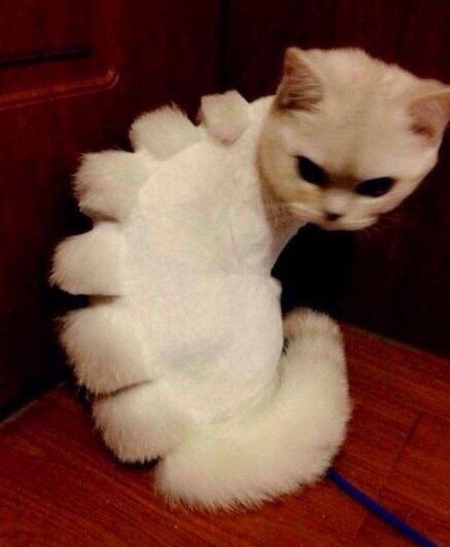 Cats Who Are Not Happy with Their New Hair Styles