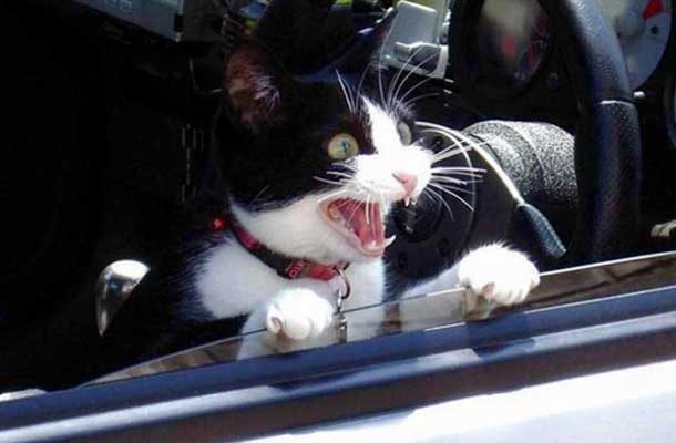 Animals That Can’t Hide Their Emotions Anymore