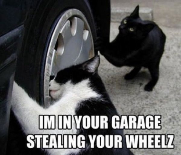 Cats That Are Master Thieves