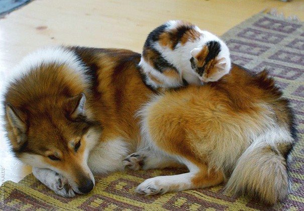 Animal Brothers from Other Mothers