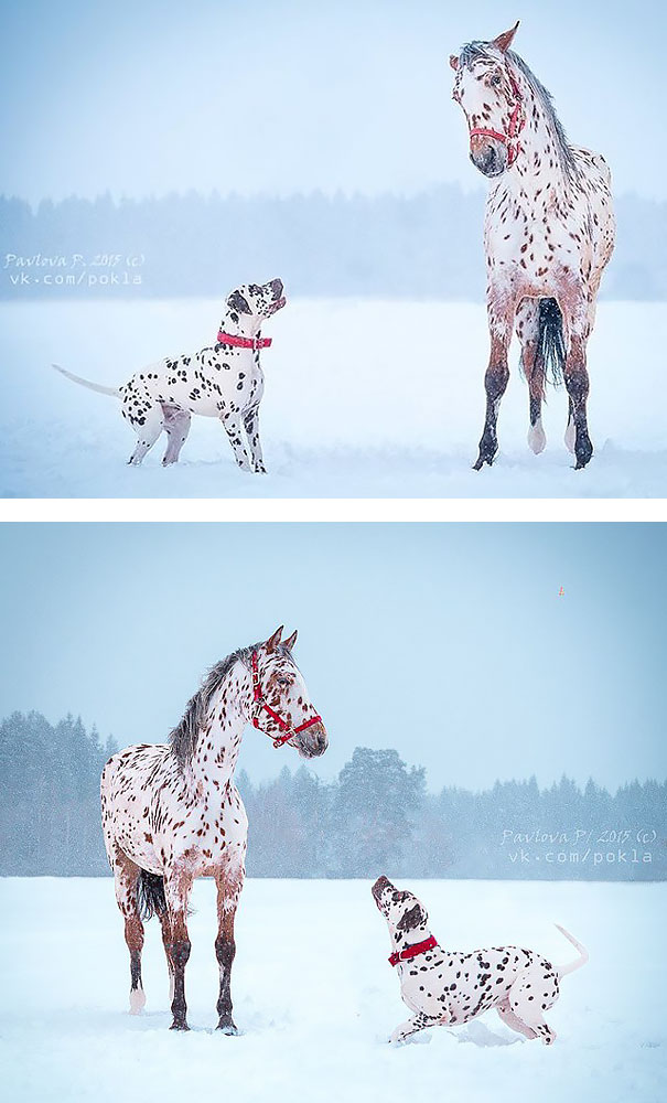 Animal Brothers from Other Mothers