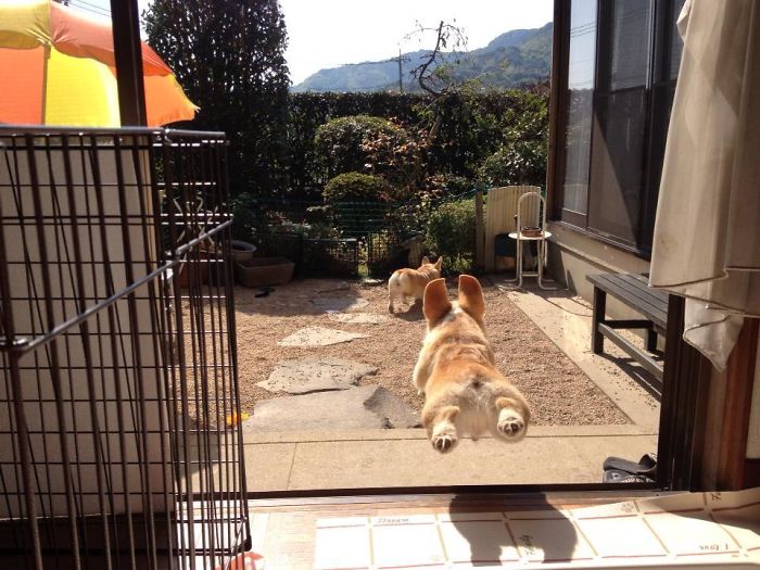 Hilariously Adorable Reasons Why the Queen Chose Corgis