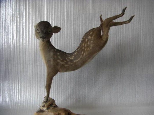 Taxidermy FAILs That Are Both Funny and Horrifying