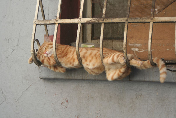 Pics That Prove Cats Can Sleep Purrretty Much Anywhere