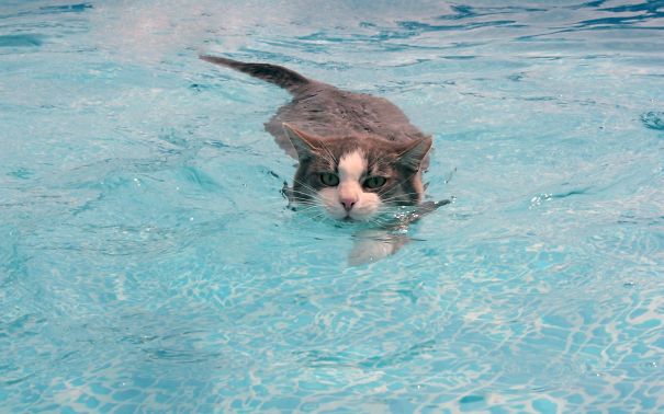 Crazy Cats That Actually Love Water