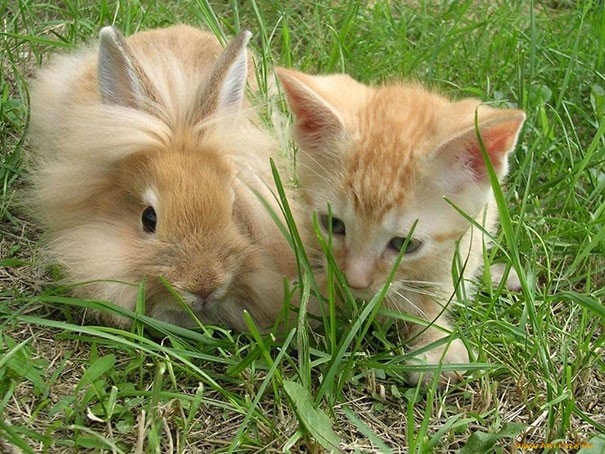 Animal Brothers from Other Mothers