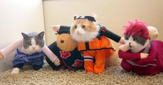 Cats Whose Anime Cosplay Is Better Than Yours