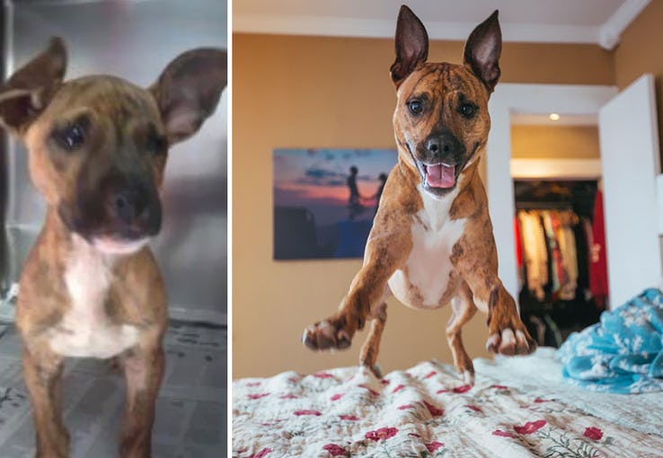 Heartwarming Transformation Of Pets Who Found Their Forever Home
