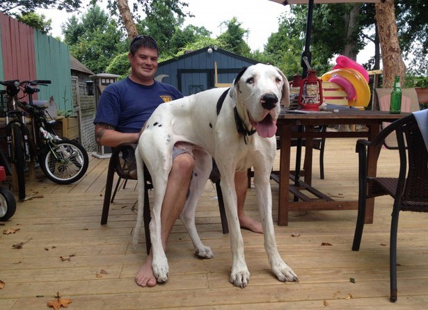 Big Dogs Who Think They're Lap Dogs