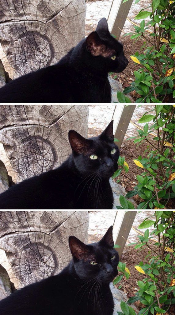 Times When Cats Didn’t Want To Be In Your Boring Selfies