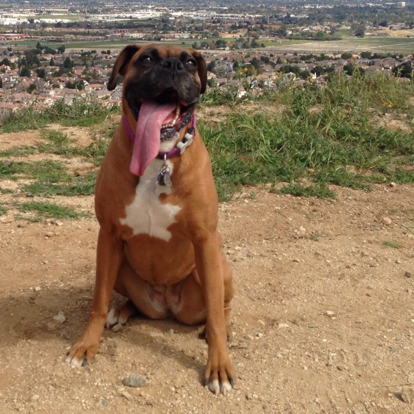 Cute Derpy Dogs That'll Make You Smile