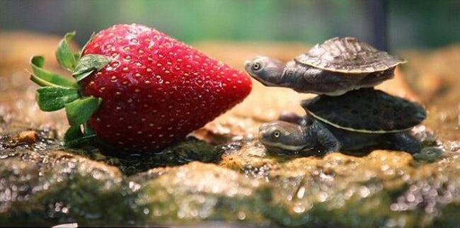 Most Adorable Examples of Animal Teamwork